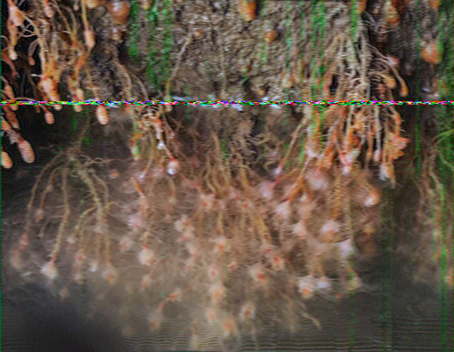 SSTV image