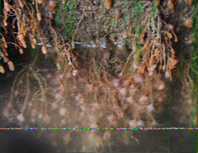 SSTV image
