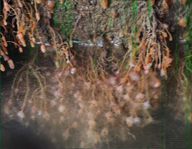 SSTV image